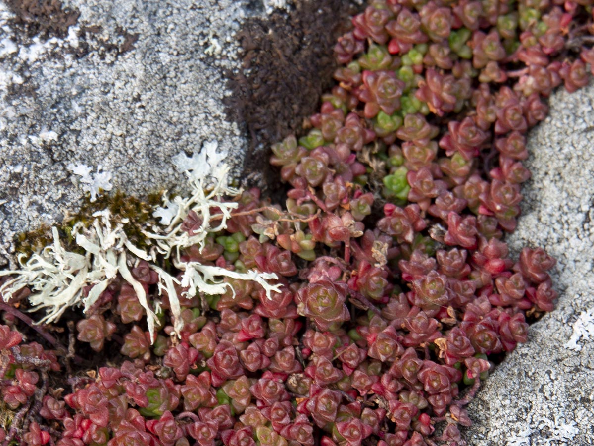 Sedum anglicum